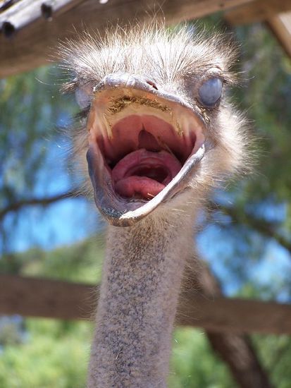 die Touris - zum Gähnen langweilig