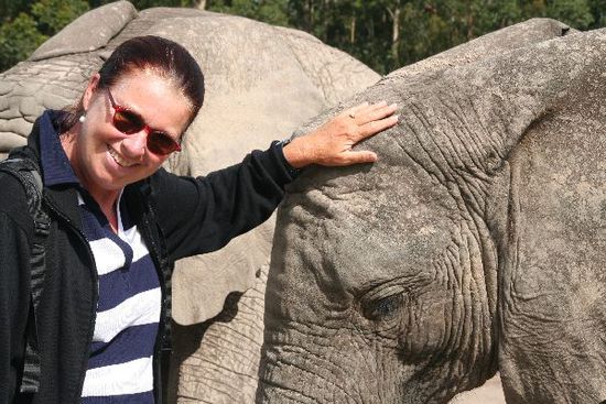 Elefantenstreicheln in Knysna-Elefantenpark fühlt sich komisch an