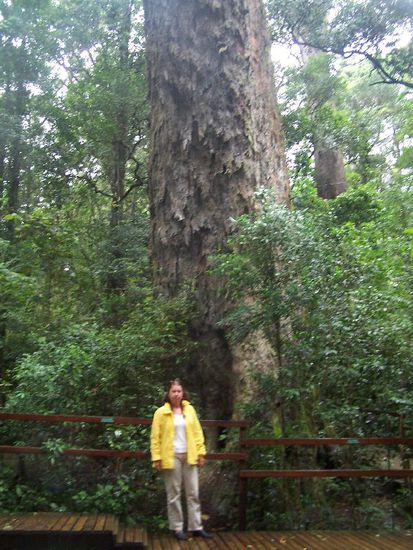 der 800 Jahre alte Yellowtreebaum - im Hintergrund