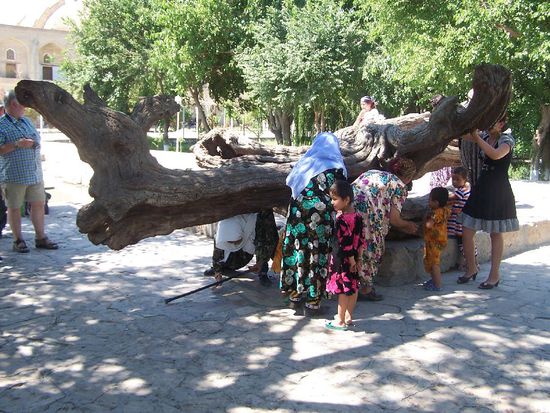 hier muss man unter dem Baum durchkriechen, damit Wuensche erfuellt werden