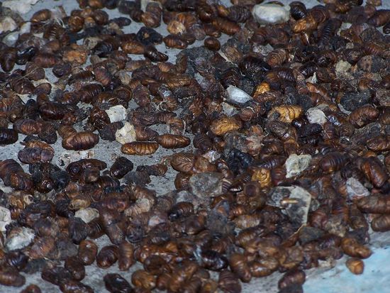 so sehen die die getoeteten Puppen aus, die als Huehnerfutter verwertete werden