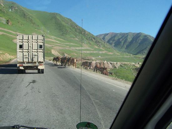 LKWs und Tiere auf der Passstrasse