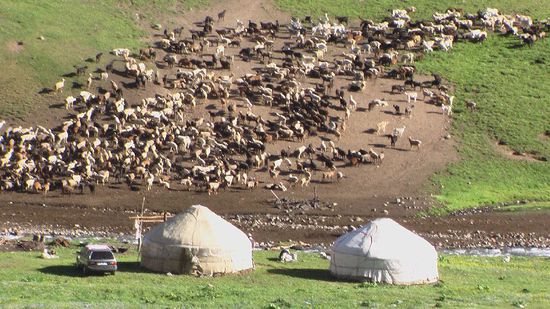 die grossen Herden der Nomaden