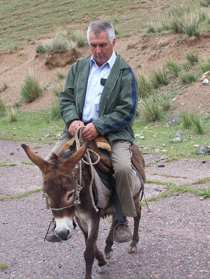 wenns dem Esel zu wohl wird .....