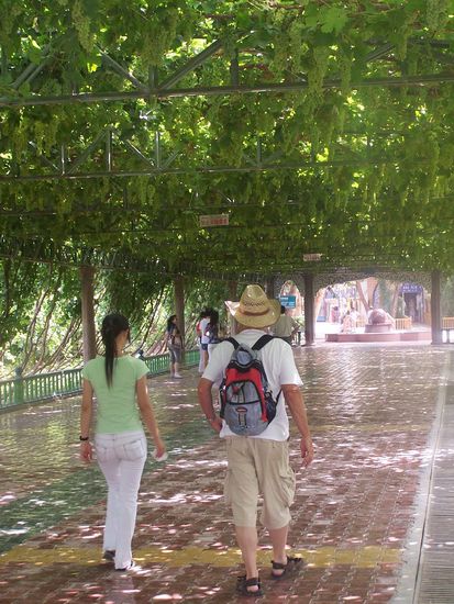 wandeln unter Weintrauben