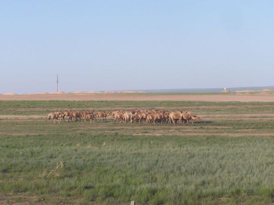 eine grosse Herde von Kamelen