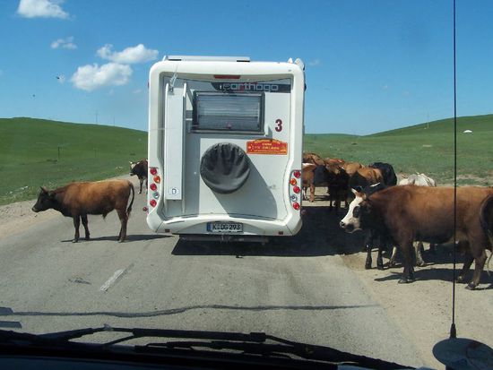Kuehe auf der Strasse