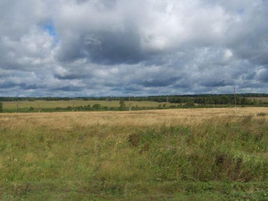Birkenwaelder und Kornfelder auf der Strecke nach Novosibirsk