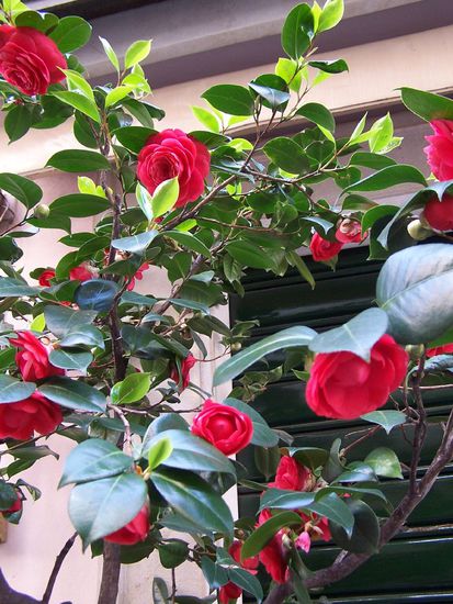 herrl&amp;#305;che Kamelien