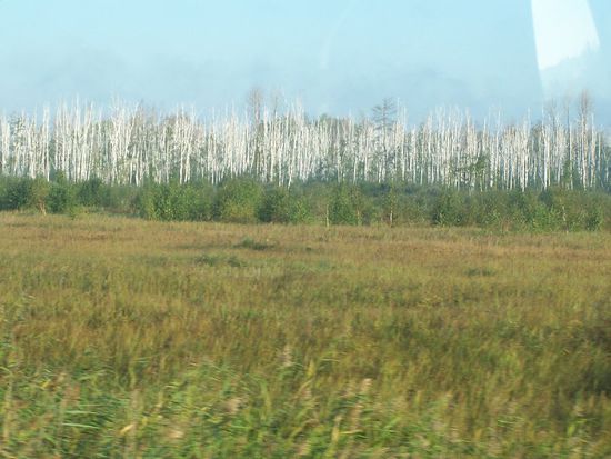 ein abgestorbener Birkenwald im Ural