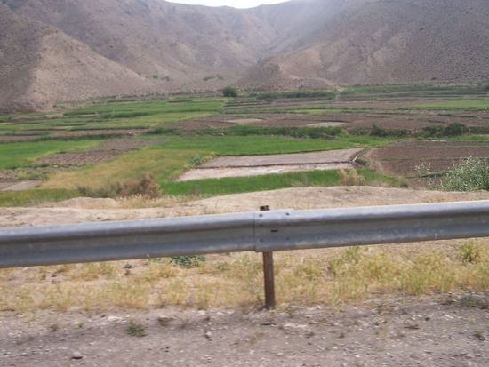 fruchtbares Land mit Reisfeldern