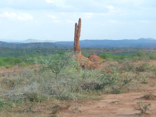 Termitenbau umterwegs Richtung Kenia
