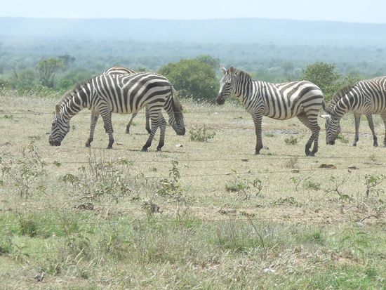 die ersten wilden Tiere
