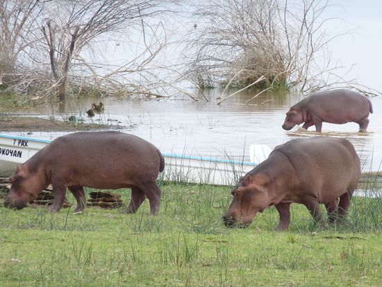 die Hippos beim Grasen vor unsrer Haustuer