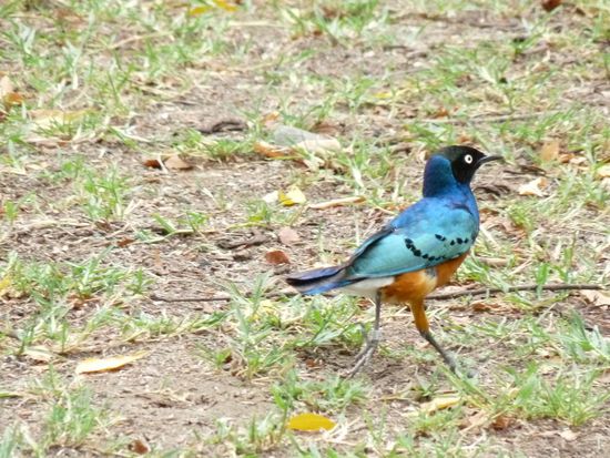 ein schoener Piepmatz