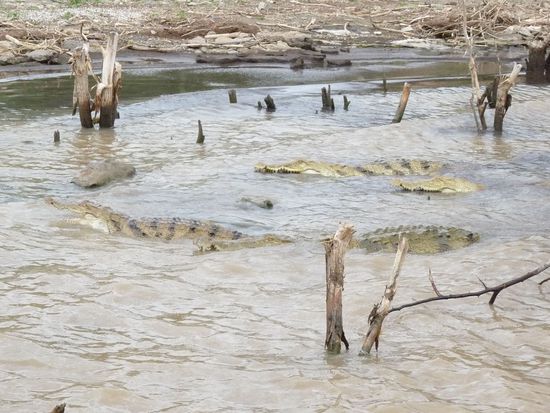 echte wilde Krodkodile im See