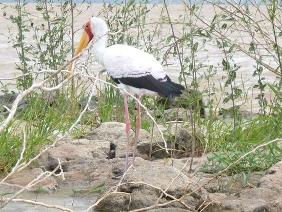 Meister Adebar im Winterquartier - genau wie wir