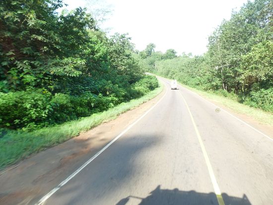 wieder Regenwald in Uganda