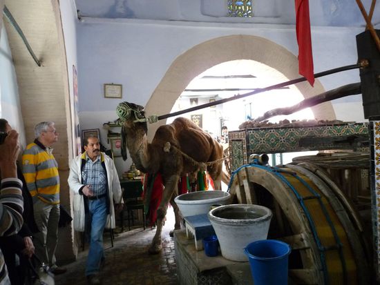 Brunnen Bir Barouto das Dromedar laeuft den ganzen Tag im Kreis