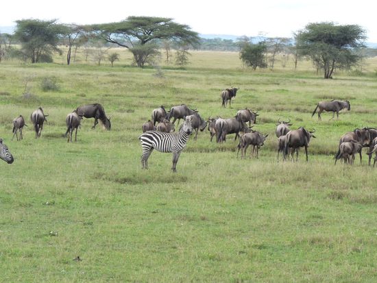 die Tiere in der Serengeti