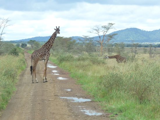 Aug in Aug mit der giraffe auf der Strasse