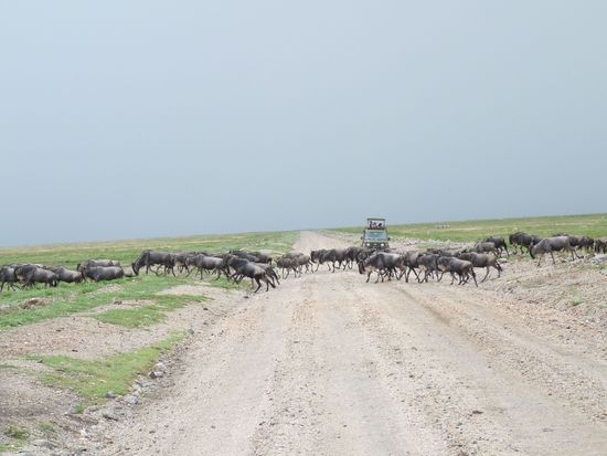 und dann sehen wir die Gnus wandern beeindruckend, wie die Tiere ueber die Strasse hetzen tausende