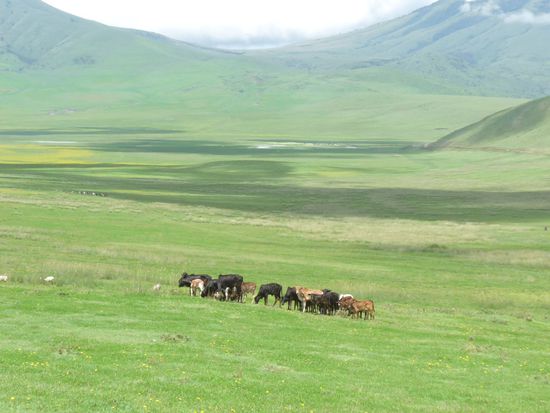die weiten Auen am Ngorongoro