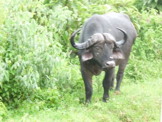 Aug in Aug mit dem Büffel