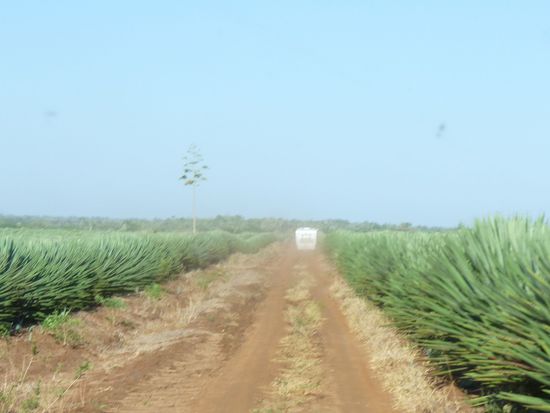 Hans brettert durchs Sisalfeld