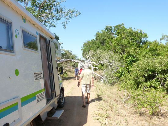 da liegt der Baum quer