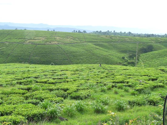 weiter Blick über die Teeplantagen