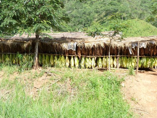hier werden die Tabakblätte getrocknet
