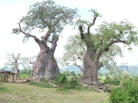 Baobab Bäume, sie können bis zu 3000 Jahre alt werden