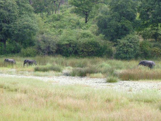 Elefanten in freier Wildbahn
