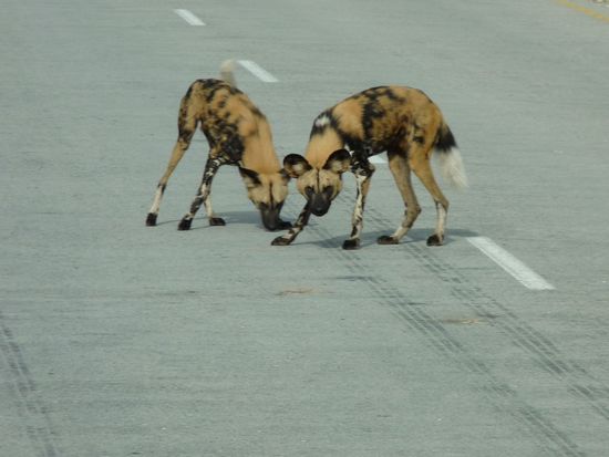 die seltenen Wildhunde schnuppern auf der Strasse