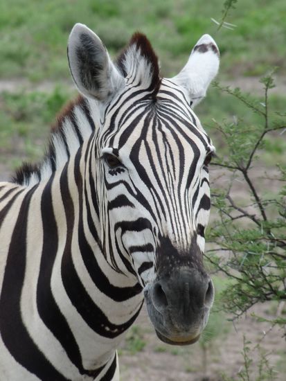 und das Zebra schaut auch so nett