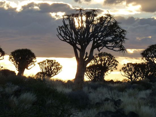 Sonnenuntergang bei den Köcherbäumen