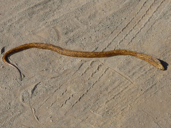 die Coast-Kobra wollten wir noch zeigen.