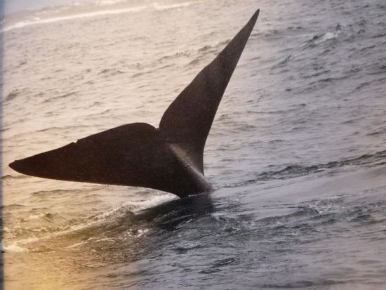 die Fluke winkt uns zu