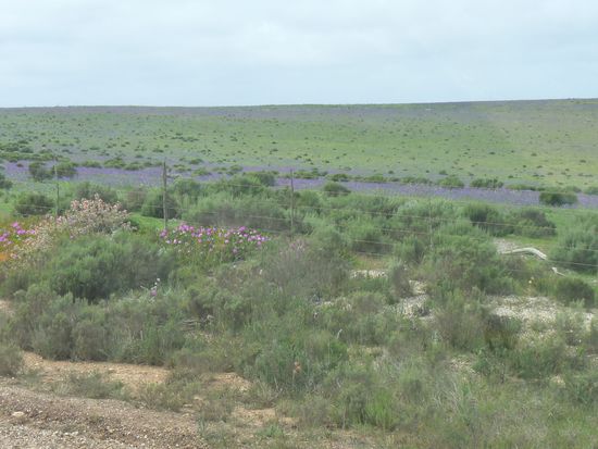 bluehende Landschaften