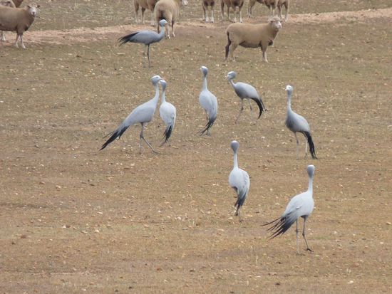 blue cranes