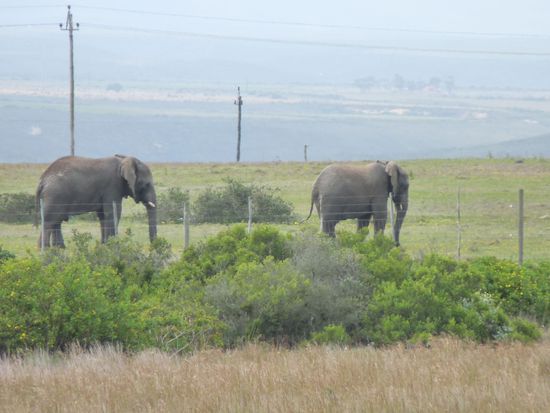 und ploetzlich Elefanten