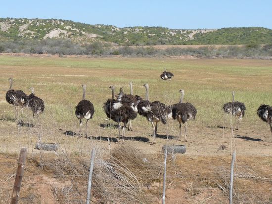 wir fahren durchs Straussenland