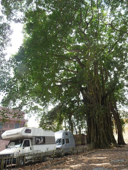 wir stehen unter den Riesenbaeumen mit den langen Luftwurzeln in Tamatave