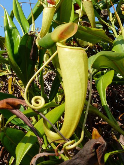 eine Fleischfressende Pflanze