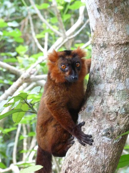 eine Lemure schaut uns an