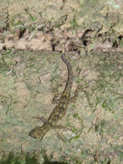 ein Gecko - Plattschwanzgecko?