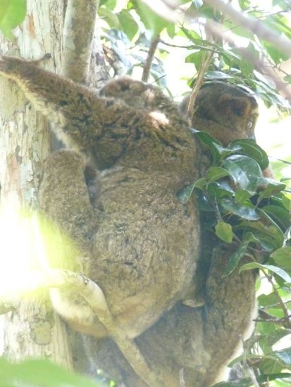 nachtaktive Lemuren schlafen am Tag, sie riskieren aber schon mal ein Auge