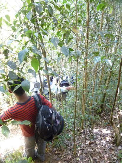 es geht immer tiefer in den Regenwald hinein