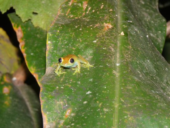 bei der Nachtwanderung ein klitzekleiner Frosch